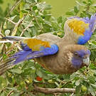 Perruche à bonnet bleu