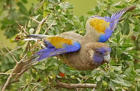 Eastern Bluebonnet