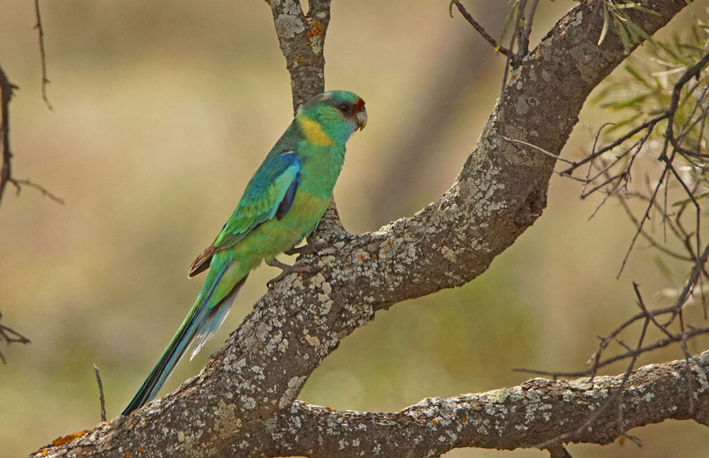 Australian Ringneck