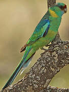 Australian Ringneck