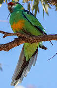 Australian Ringneck