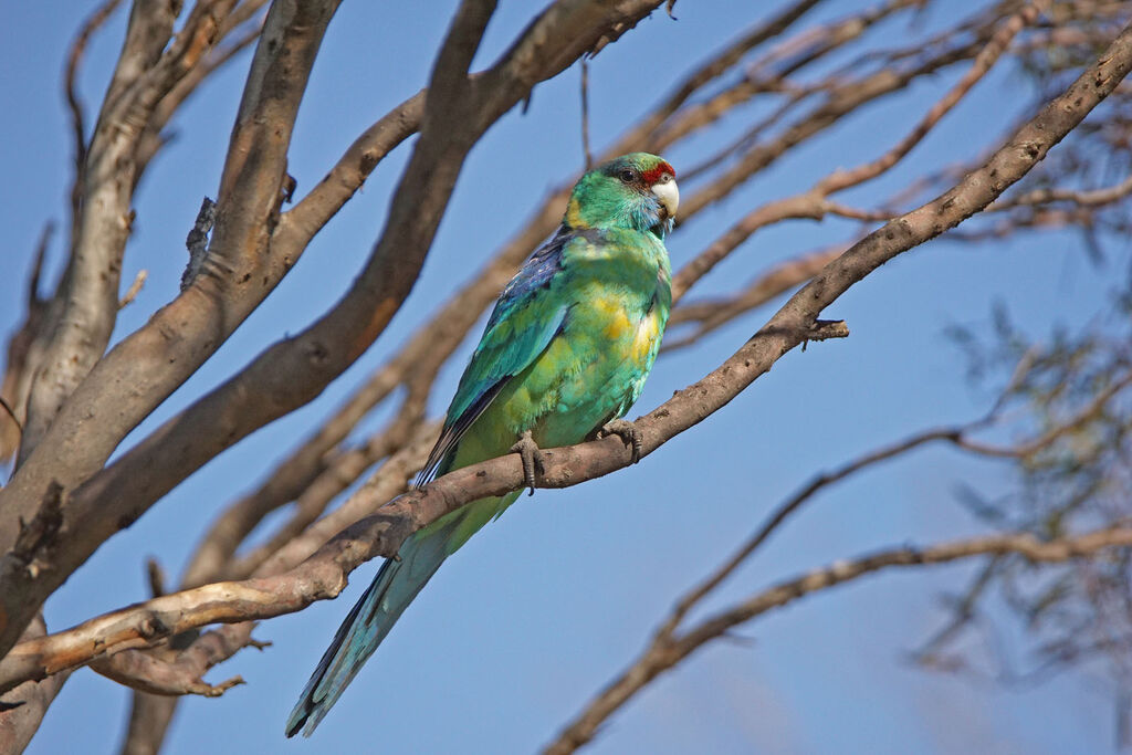 Australian Ringneck