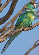 Australian Ringneck