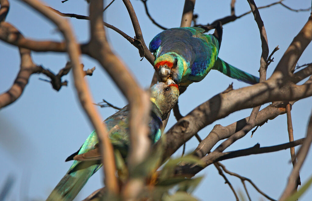 Australian Ringneck