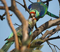 Australian Ringneck