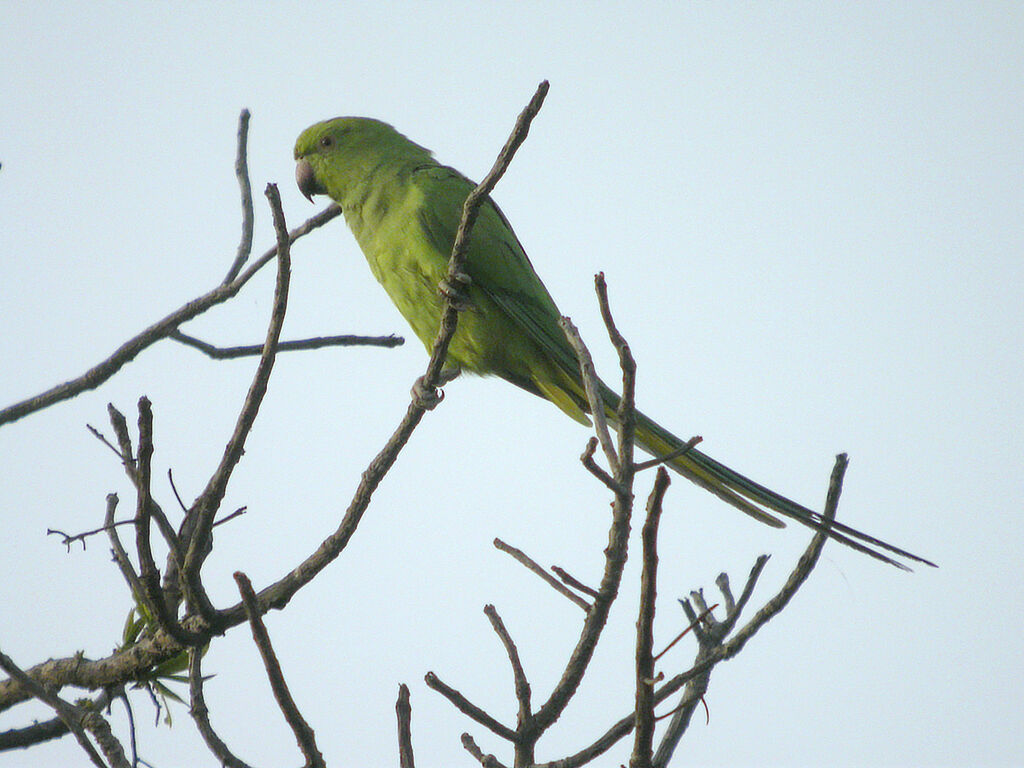 Rose-ringed Parakeet