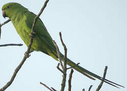 Rose-ringed Parakeet