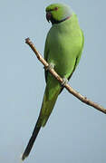 Rose-ringed Parakeet