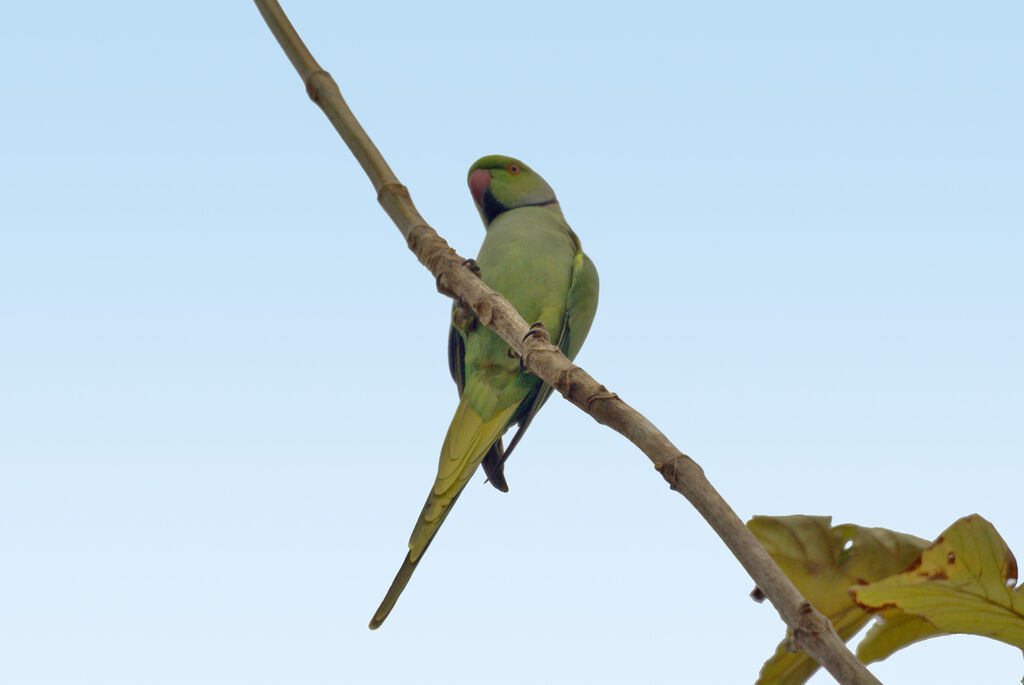 Rose-ringed Parakeet