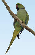 Rose-ringed Parakeet