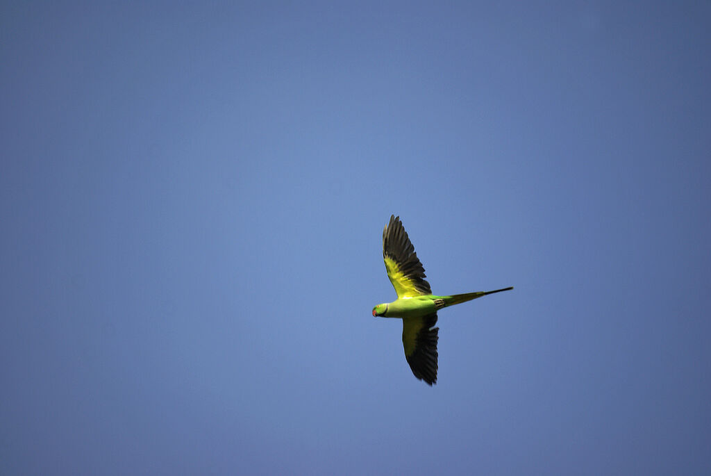 Rose-ringed Parakeet