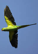 Rose-ringed Parakeet