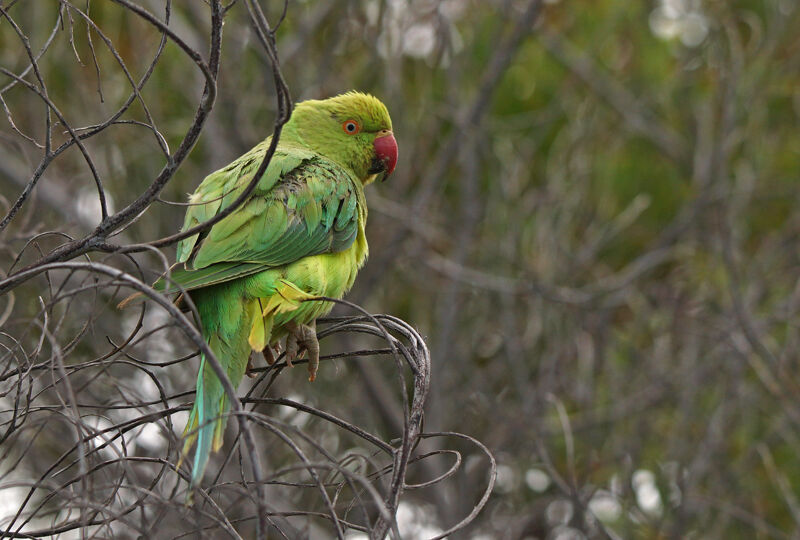 Rose-ringed Parakeet