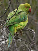 Rose-ringed Parakeet