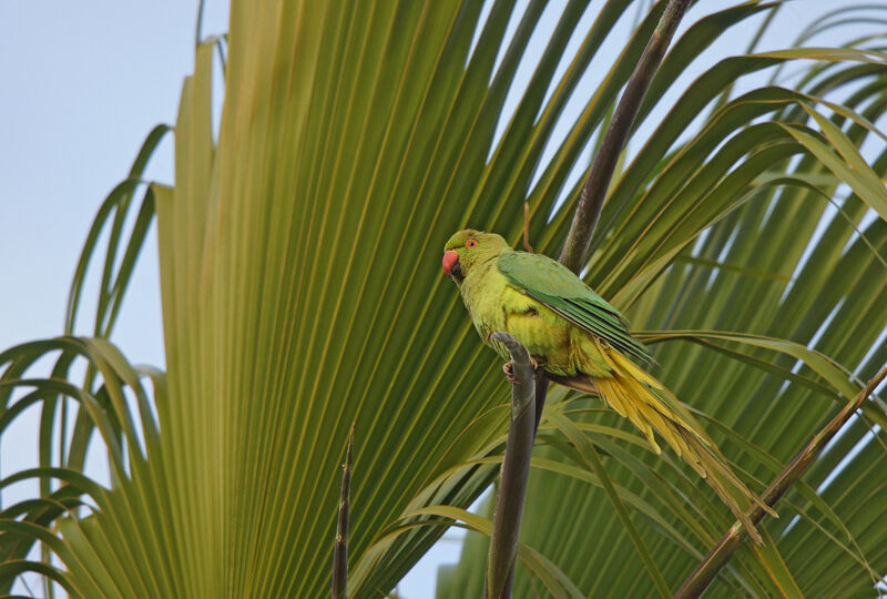 Perruche à collier