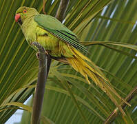 Rose-ringed Parakeet