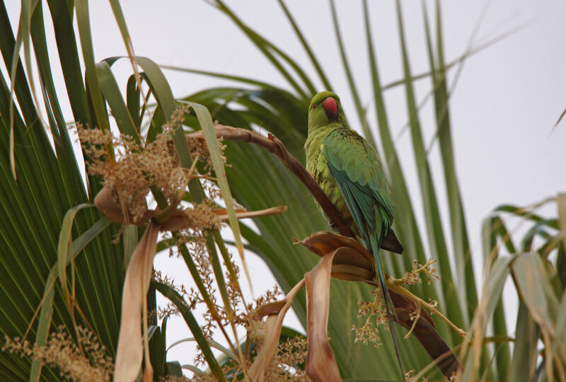 Rose-ringed Parakeet