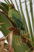 Rose-ringed Parakeet