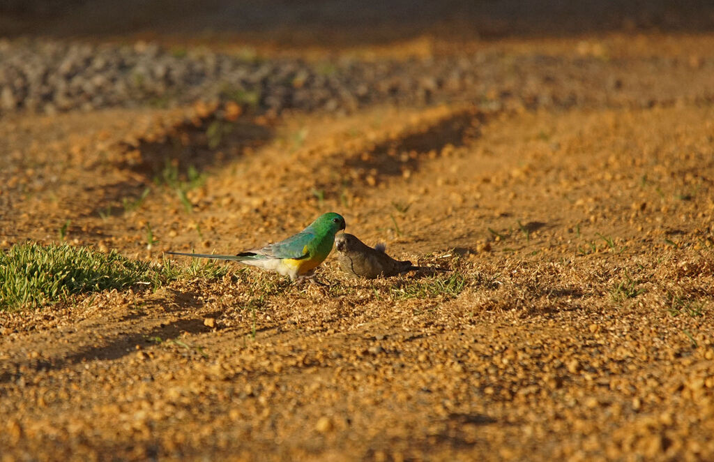 Red-rumped Parrotadult