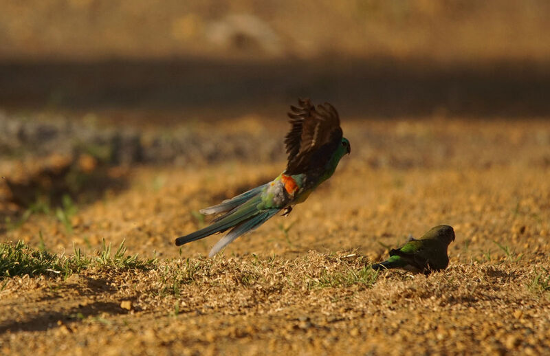 Red-rumped Parrot male