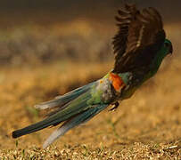 Red-rumped Parrot