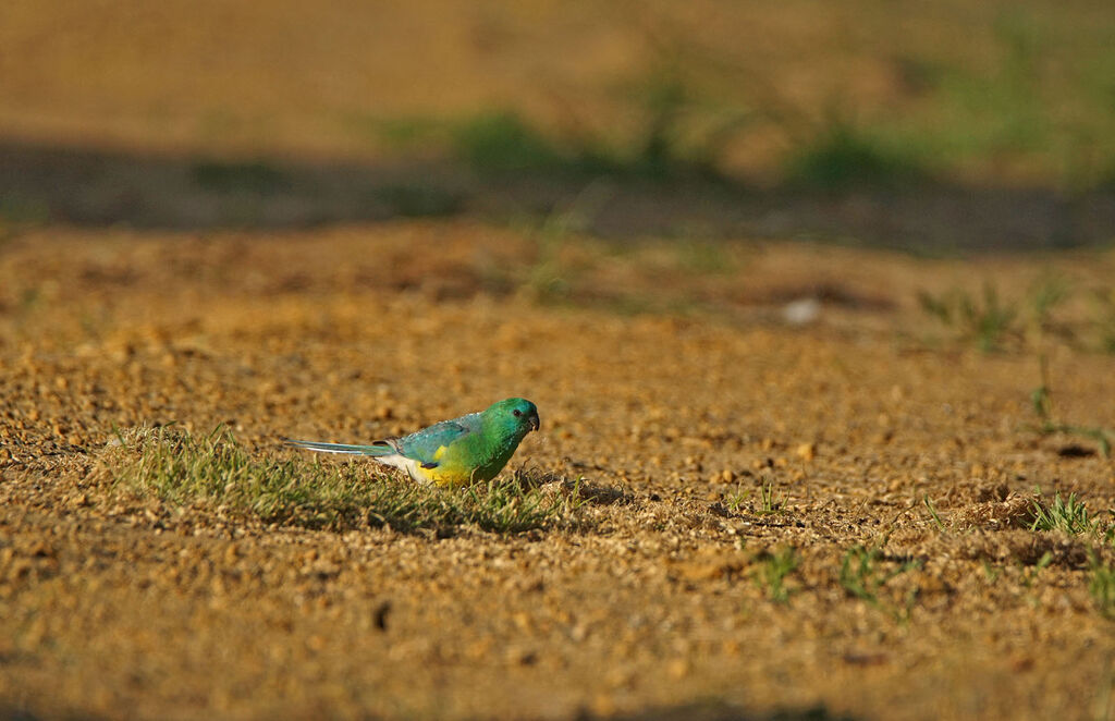 Red-rumped Parrot