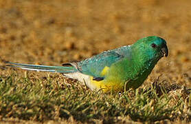 Red-rumped Parrot