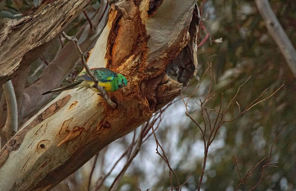 Red-rumped Parrotadult, Reproduction-nesting