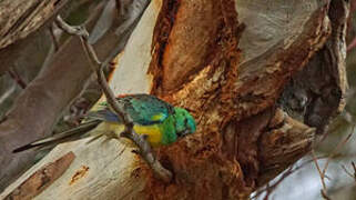 Red-rumped Parrot