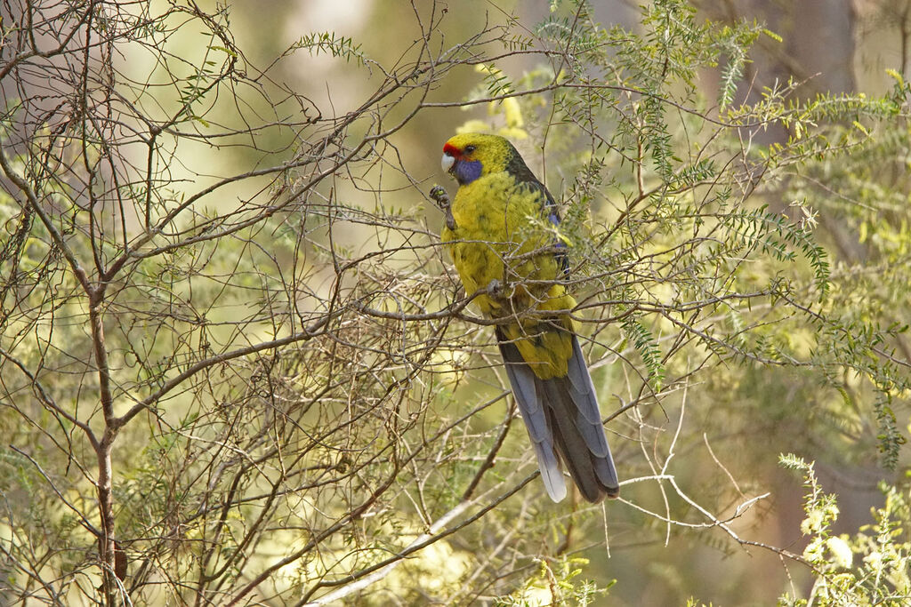 Green Rosella