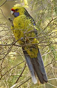 Green Rosella