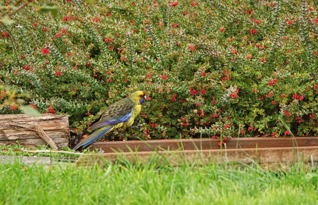 Perruche à ventre jaune