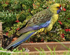 Green Rosella