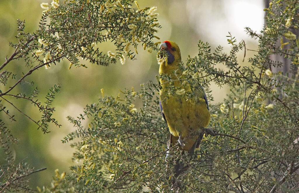 Green Rosella