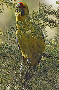 Perruche à ventre jaune