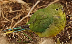 Orange-bellied Parrot