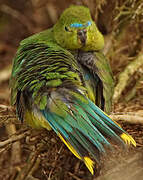 Orange-bellied Parrot