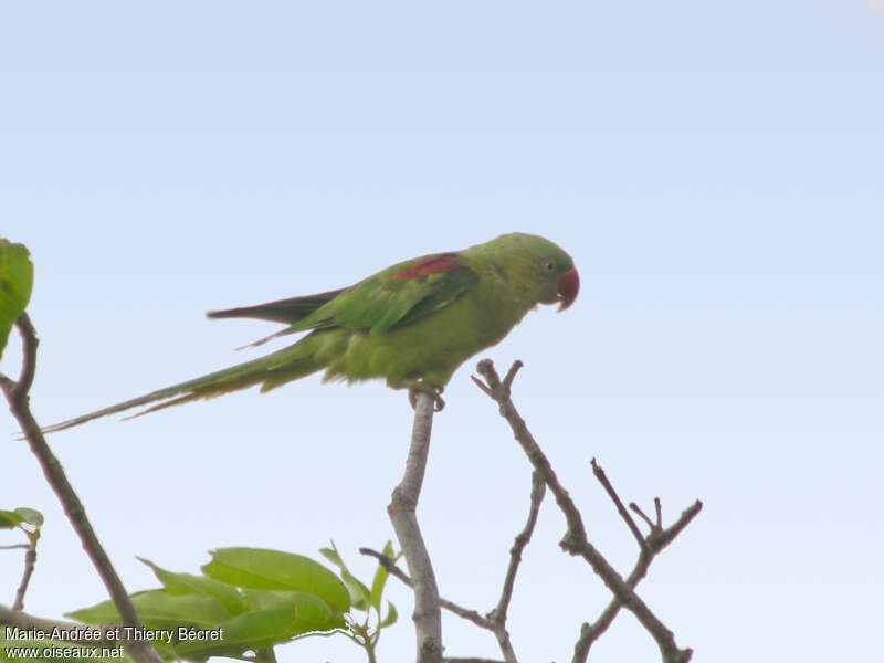 Alexandrine Parakeet female, identification