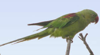 Alexandrine Parakeet