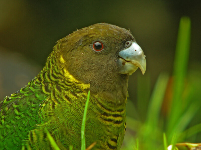 Brehm's Tiger Parrot