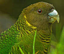 Brehm's Tiger Parrot