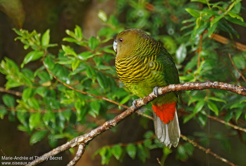 Perruche de Brehm femelle adulte, identification