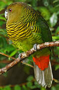 Brehm's Tiger Parrot