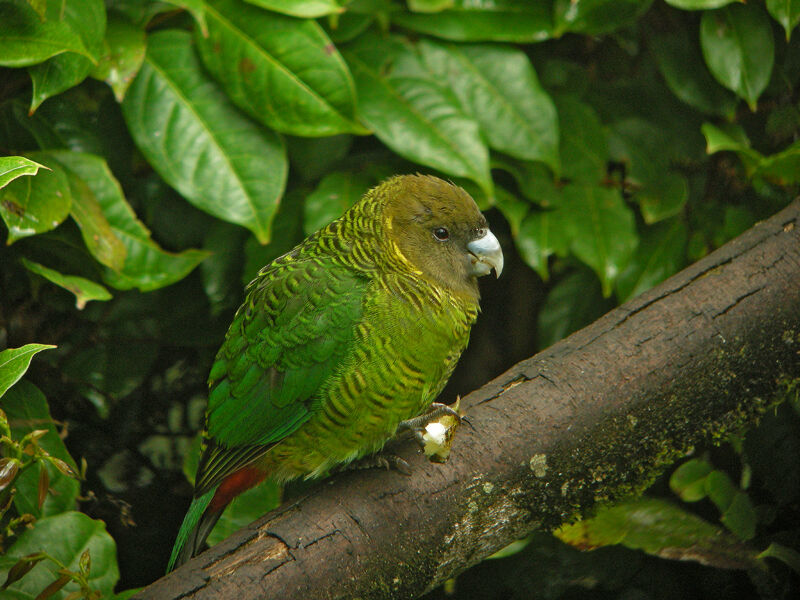 Brehm's Tiger Parrot