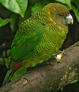 Brehm's Tiger Parrot