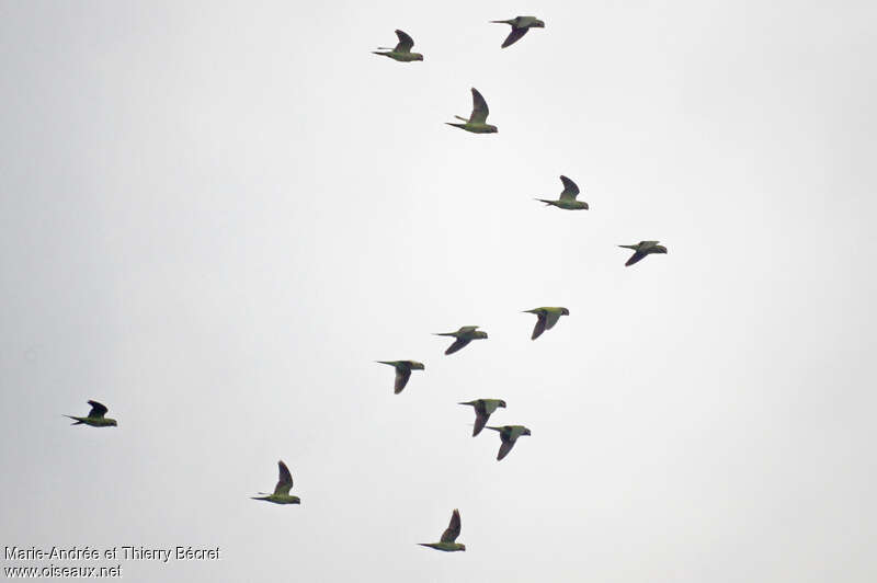 Grey-headed Parakeet