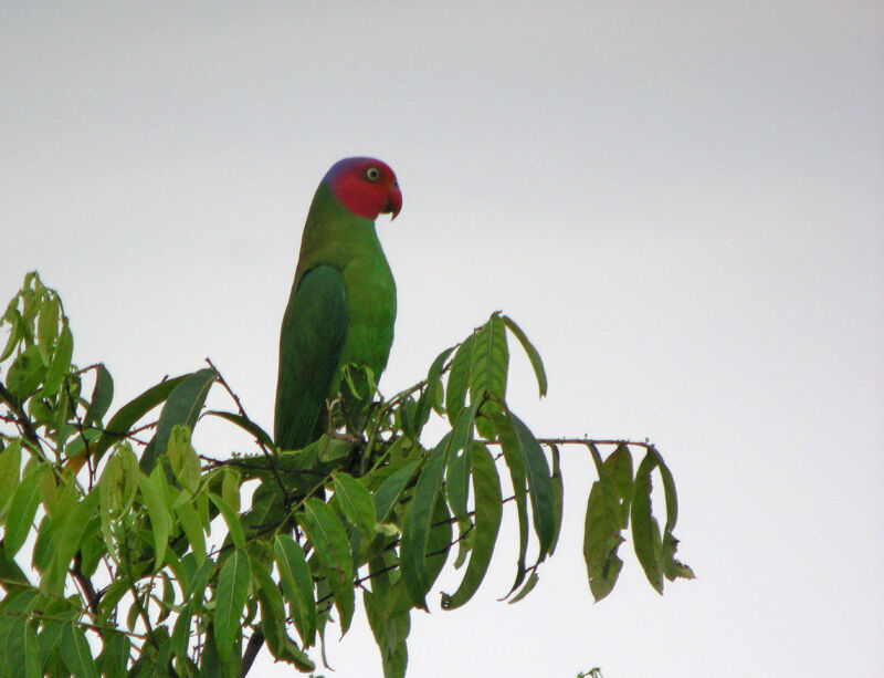 Red-cheeked Parrot