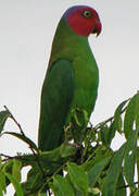 Red-cheeked Parrot