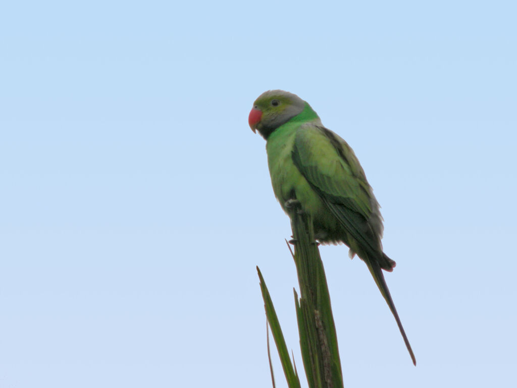 Layard's Parakeet