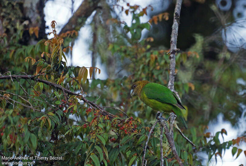 Madarasz's Tiger Parrot male adult, identification